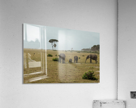 2728811 :: Acrylic Print