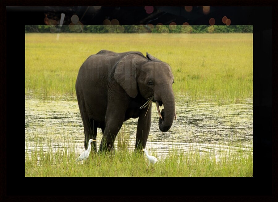 2728812 :: Framed Print