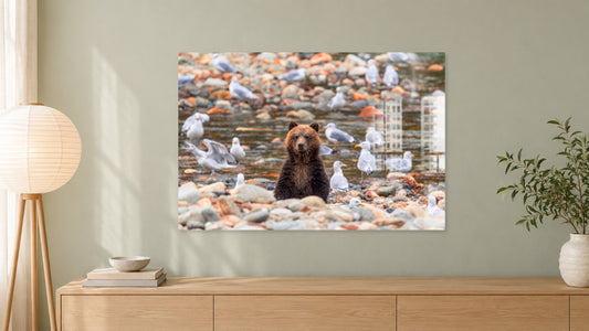 2798707 :: Upright Bear Among Creek Gulls
