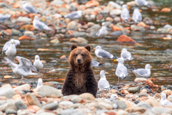 2798707 :: Upright Bear Among Creek Gulls