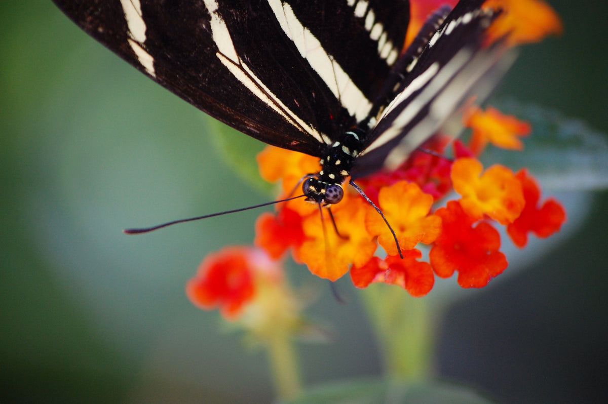 Our Photographic Journey