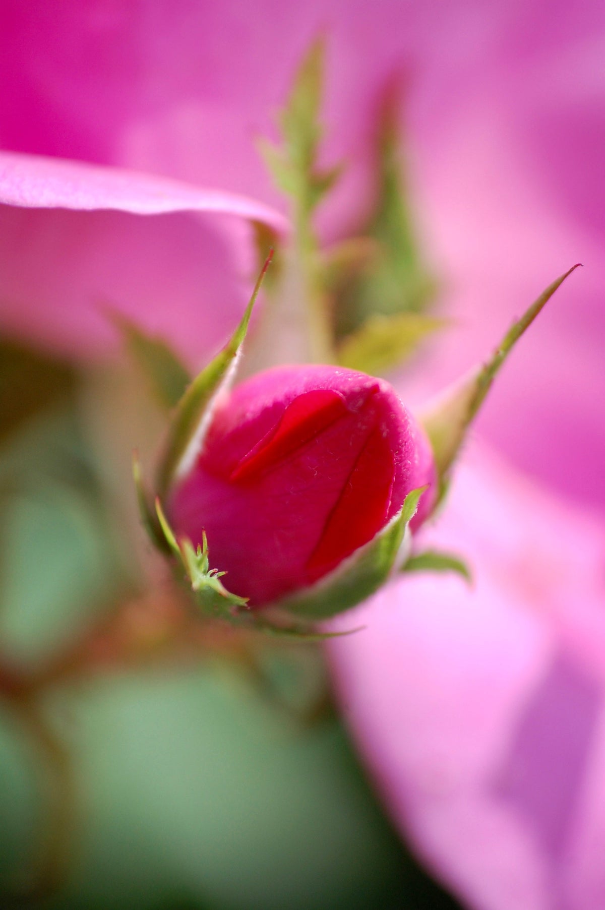 Rose Bud
