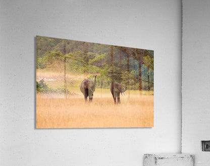 2728813 :: Acrylic Print