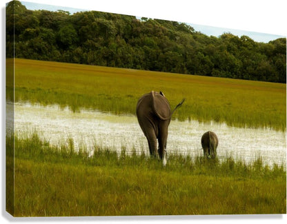 2749996 :: Giclée Stretched Canvas Print