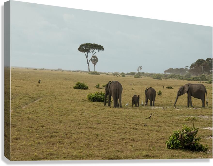 2728811 :: Giclée Stretched Canvas Print