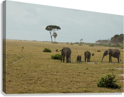 2728811 :: Giclée Stretched Canvas Print