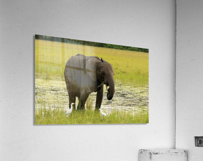 2728812 :: Acrylic Print