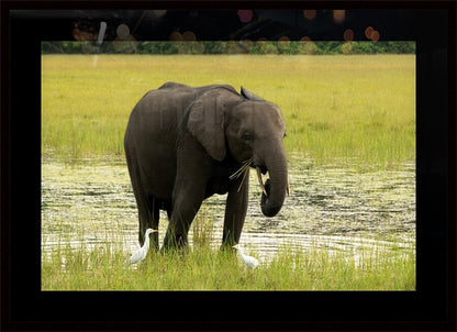 2728812 :: Framed Print