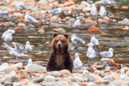 2798707 :: Upright Bear Among Creek Gulls